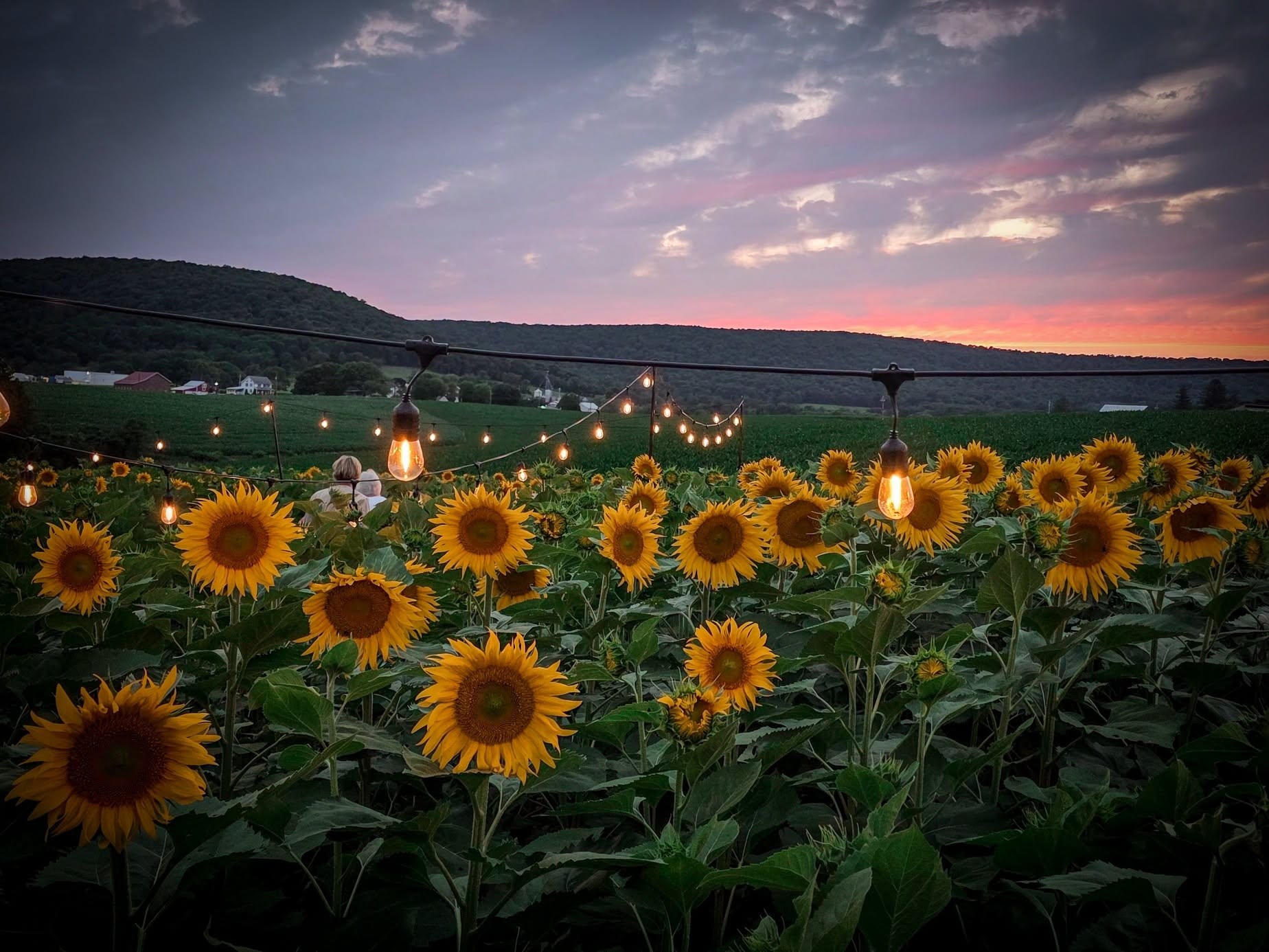 Sunflowers