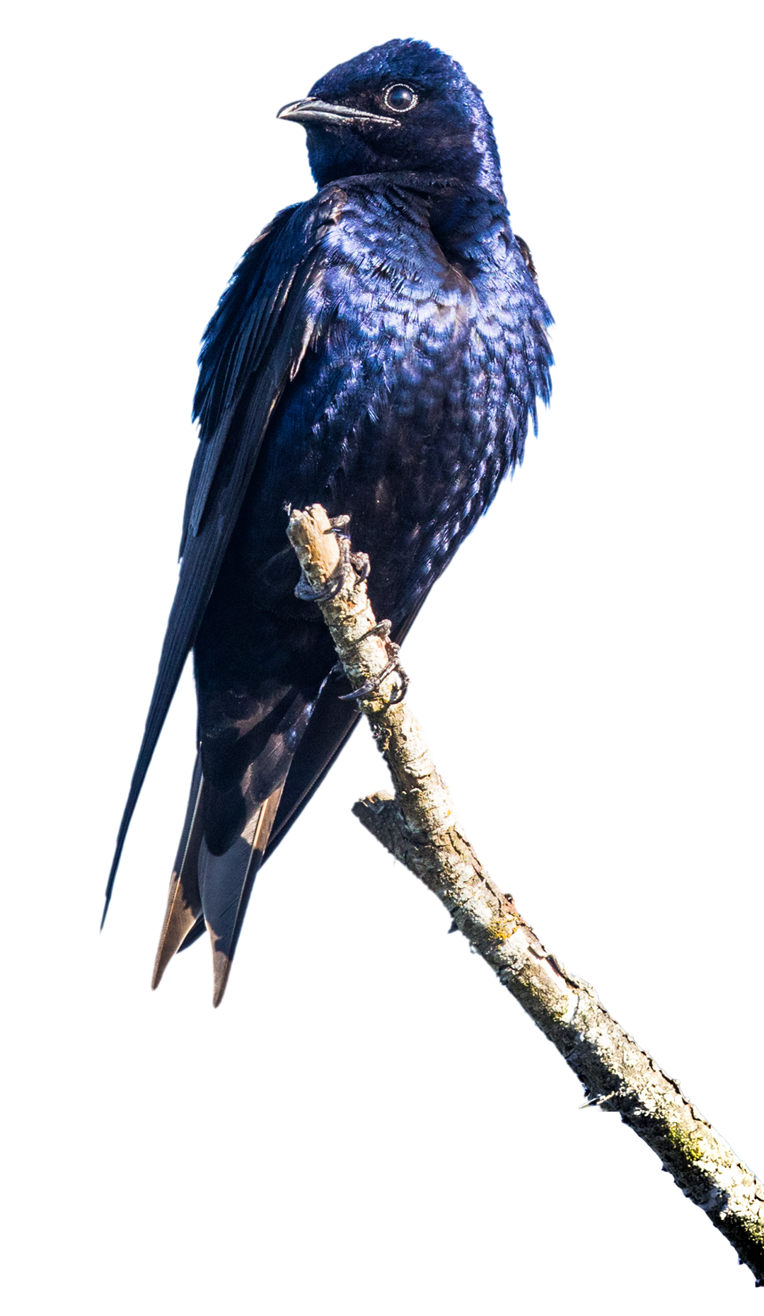 Purple Martin Habitat
