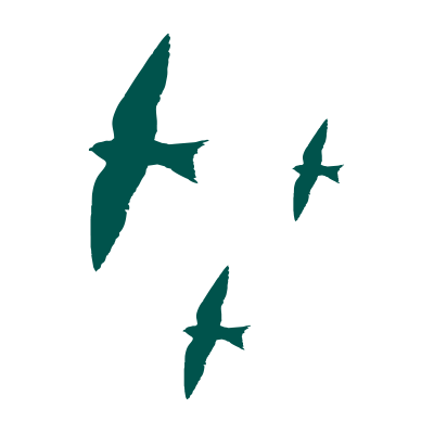 Purple Martins