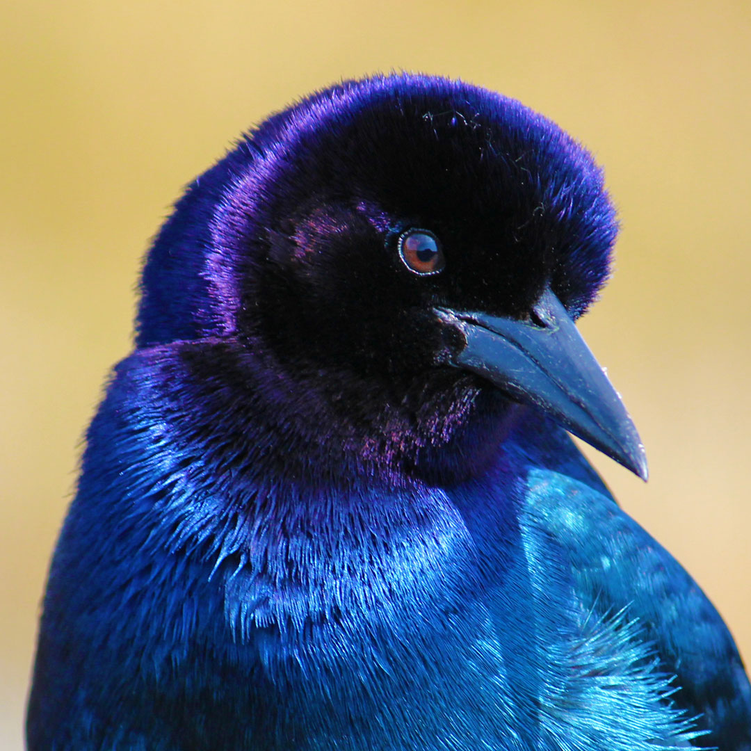 Purple Martins