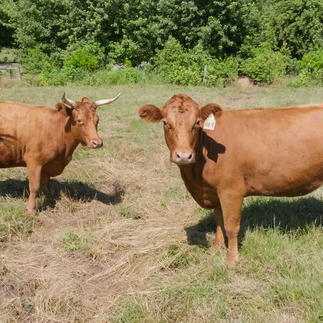 Supporting local dairy farms